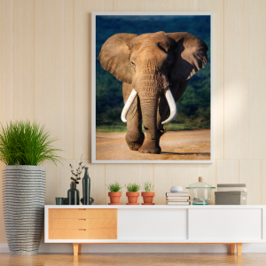 Mockup-Animais-Elefante-Banco-de-Imagens-cod.-VAN-04