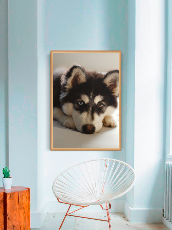 Quadro Decorativo Cachorro